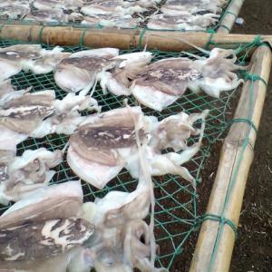 精选超大野生墨鱼干约250g整条装