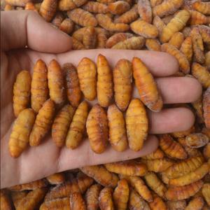 山东特产亚圣斋精装黄金蛹即食蚕蛹2罐