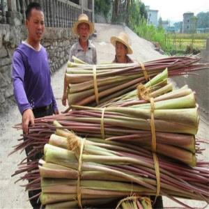 洪湖农家原味藕带500g 藕尖